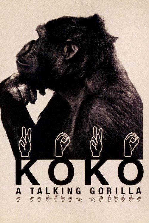 科科：会说话的大猩猩：KOKO 海报